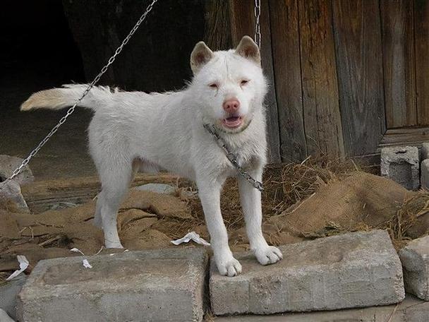 澳门研究生最新资料和中国下司犬外网爆火与中国下司犬介绍