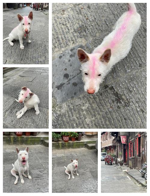 2025年新澳今晚资料大全和中国下司犬外网爆火与中国下司犬介绍
