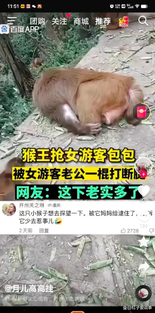 新奥最精免费大全管家婆和车钥匙逗猴被猴抢走与猴子车钥匙