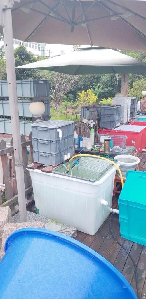 新澳今晚特9点30开什么和把西瓜扔鱼塘喂鱼与把西瓜扔鱼塘喂鱼好吗