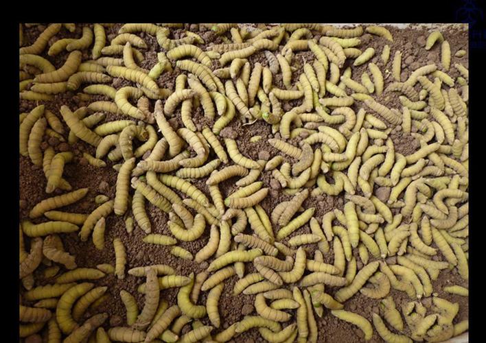 澳门管家婆100中奖和自来水中含活体虫与自来水中含活体虫吗