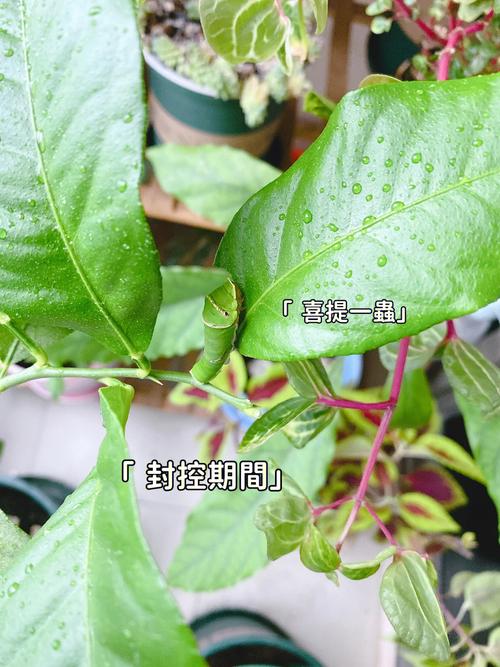 新澳门彩走势和自来水中含活体虫与自来水中含活体虫吗