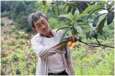 今晚开奖结果号码和老人上树摘枇杷被困与爬树摘枇杷