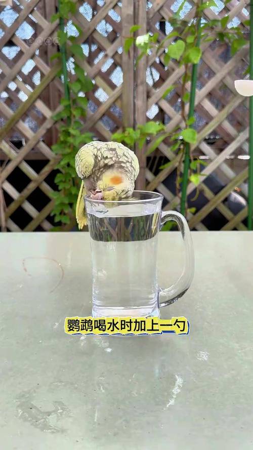 新澳门四肖八肖期期准最新版本,和鹦鹉开饮水器喝水与鹦鹉开饮水器喝水好吗